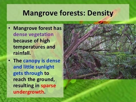 Types Of Natural Vegetation