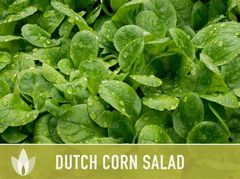 Corn Salad Dutch Mache Heirloom Seeds Fresh Salad Hardy Etsy