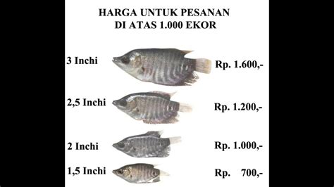 Jual Bibit Ikan Gurame Murah Berkualitas YouTube