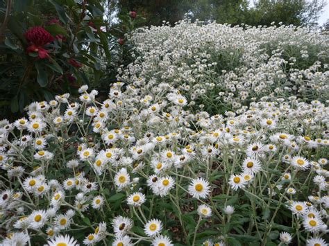 Coronidium Elatum ‘sunny Side Up Everlasting Daisy Gardening With