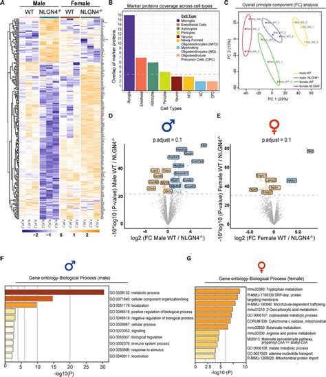 Sex Specific Microglia State In The Neuroligin Knock Out Mouse Model Of Autism Spectrum