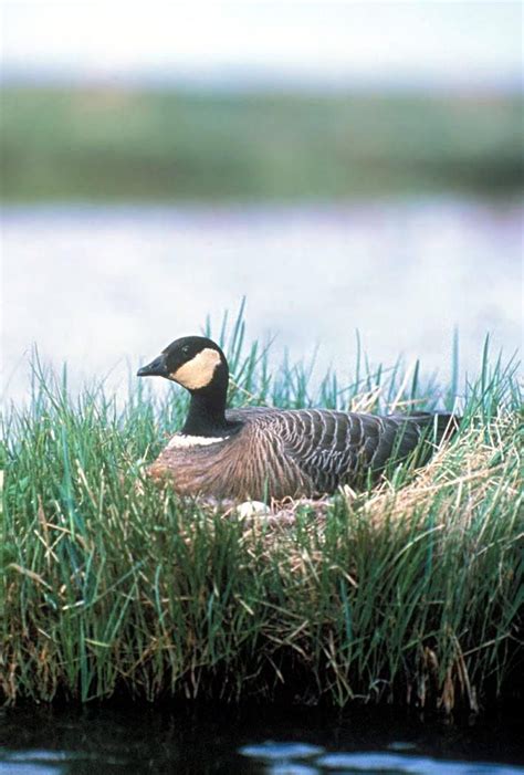 Free picture: Canada goose, birdd, nest