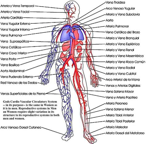 Sistema O Aparato Circulatorio Anatomia Sistema Circulatorio Wikisabio