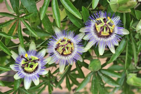 Passiflora Seeds Organic Passion Vine Seeds Passiflora Etsy