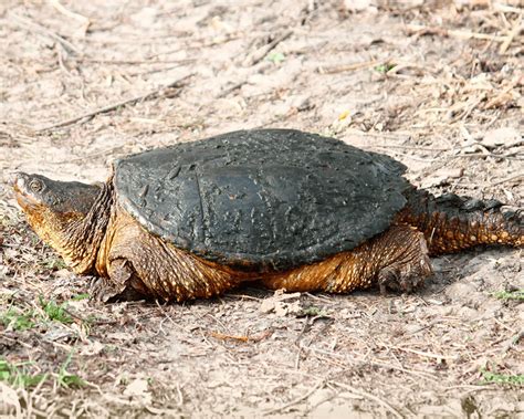 common snapping turtle chelydra serpentina tualatin soil  water