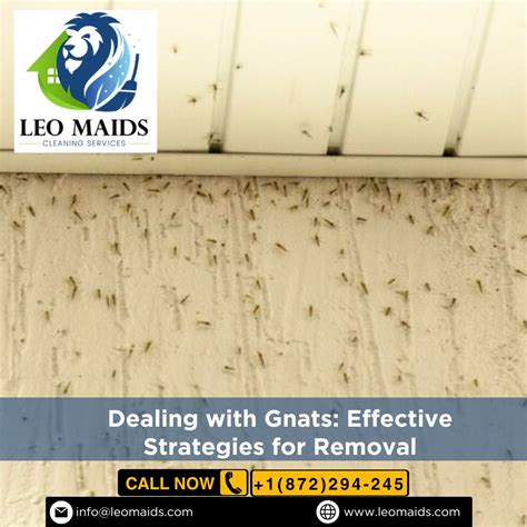 Dealing with Gnats: Effective Strategies for Removal