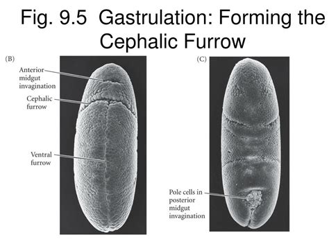 Ppt Bio Embryology Lecture Drosophila Body Plan Powerpoint