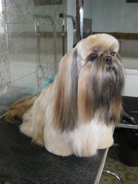 20 Adorable Shih Tzus with Stunning Haircuts – HairstyleCamp