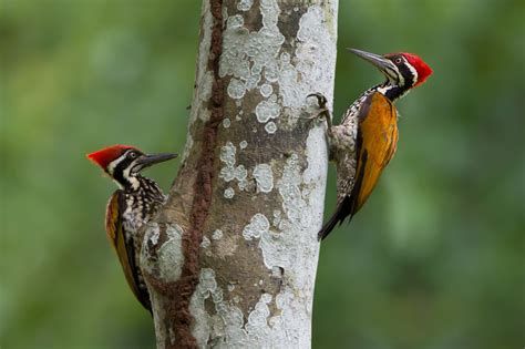 Detectaron 5 Especies De Pájaros Carpinteros En Las Yungas Jujeñas