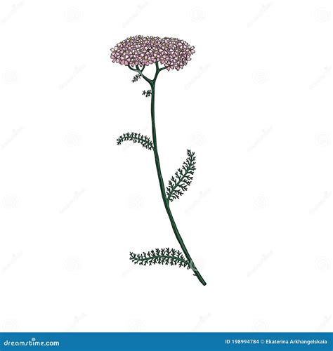 Vector Drawing Yarrow Flower Stock Illustration Illustration Of Natural Leaf 198994784