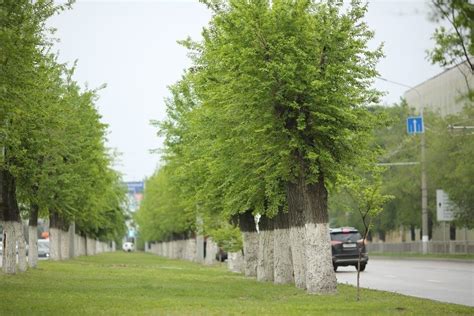 Деревья в Волгограде - фото и картинки: 62 штук