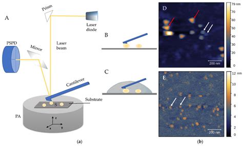 Schematic Representations Of Atomic Force Microscopy AFM A And