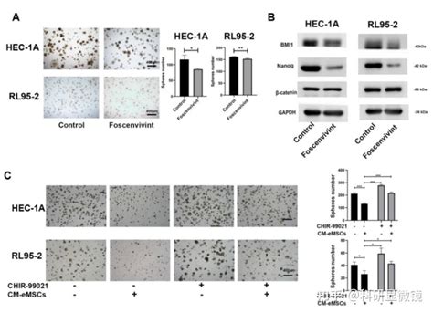 子宫内膜间充质干细胞通过交互变量DKK1调控效应变量Wnt β catenin通路介导子宫内膜癌表型 知乎