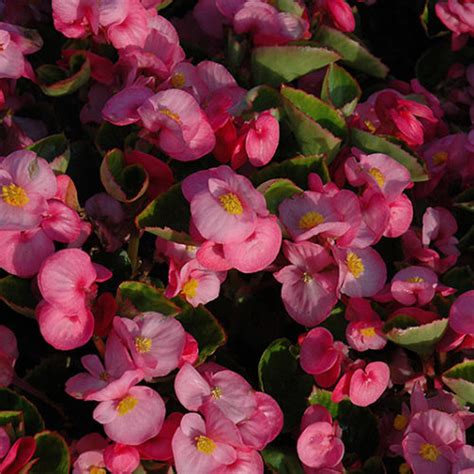 Yang Pink Begonia Buchanan S Native Plants