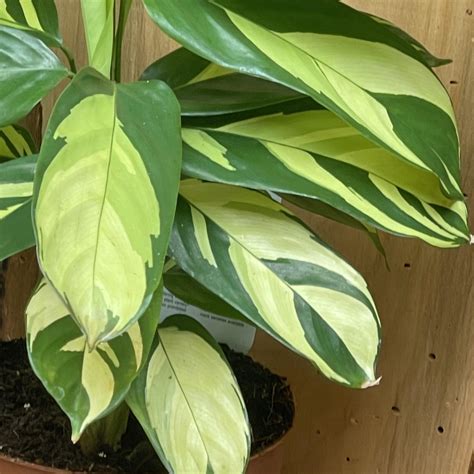 Calathea Ctenanthe Lubbersiana Variegated Never Never Plant