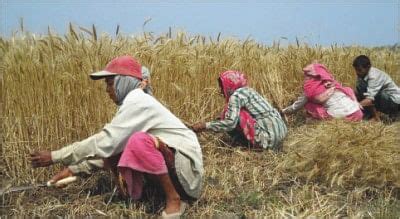 Bumper Wheat Yield Expected In Jessore Narail The Daily Star