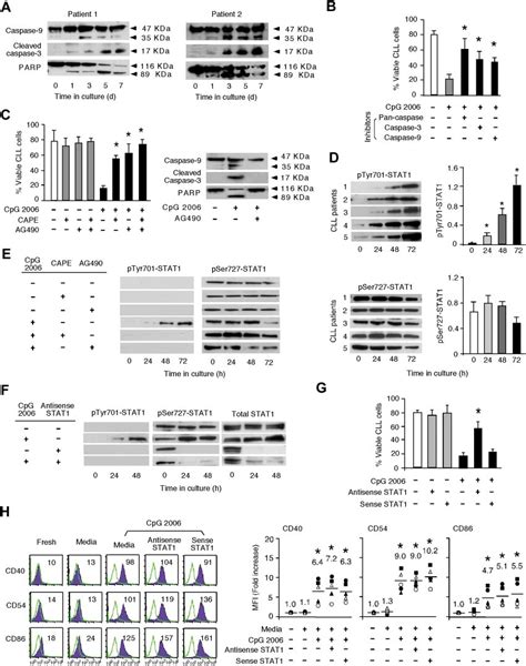 Cpg Odn Induced Apoptosis Of B Cll Cells Depends On Nf B And Jakstat