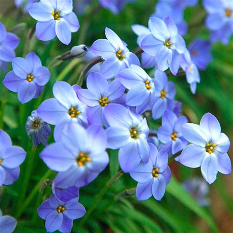 Buy Blue Spring Starflower Online | Spring Bulbs | Breck's