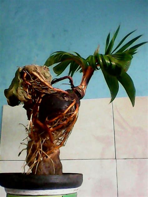 Gambar Ukiran Bonsai Kelapa - BonsaiHerbal