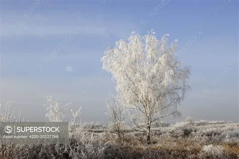 Birch Tree Covered In Frost Alsace France Superstock