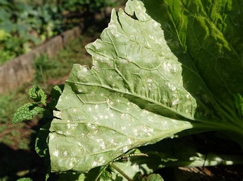 White Rust Of Crucifers Pathogen Albugo Candida Read … Flickr