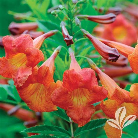 woolly stemodia plants  texas