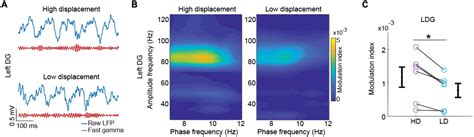 Frontiers Theta And Gamma Oscillations In The Rat Hippocampus Support