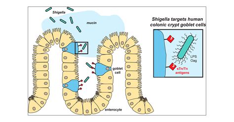 Shigella Flexneri Targets Human Colonic Goblet Cells By O Antigen