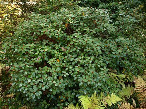 Zimozielony Ogr D Arboretum W Rogowie Zimozielone Ro Liny Li Ciaste