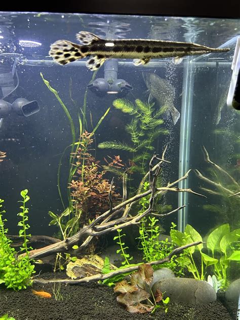 Planted 150 Gallon Native fish aquarium : r/Aquariums