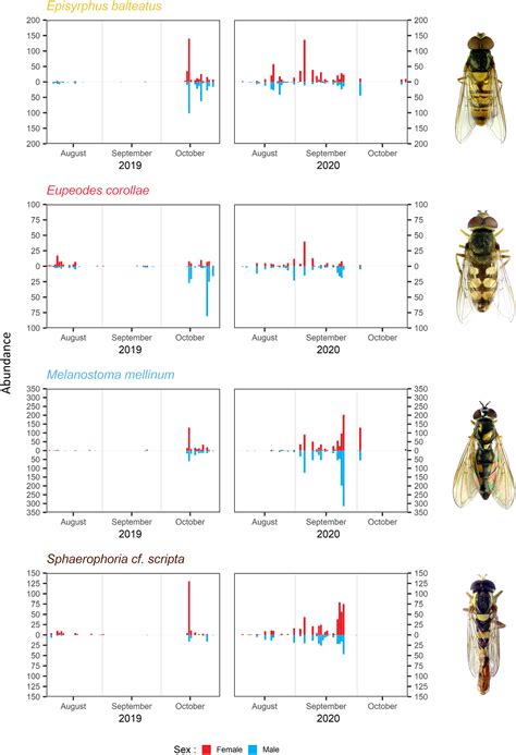 Autumnal Migration Patterns Of Hoverflies Diptera Syrphidae