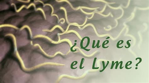 ¿qué Es El Lyme Conociendo A Borrelia Burgdorferi 🐍 Youtube