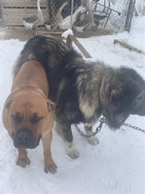 Boerboel Rottweiler Mix : Facebook : Find similarities and differences