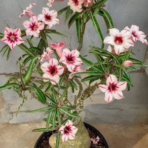 35 Stunning Types of Desert Rose Varieties | Balcony Garden Web