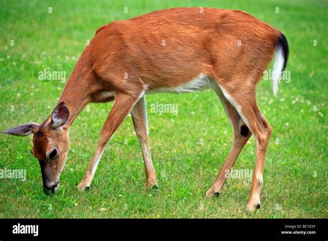 Odocoileus Virginianus Hi Res Stock Photography And Images Alamy