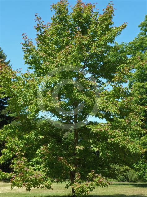 Liquidambar Formosana Liquidamber Sweet Gum Information And Photos