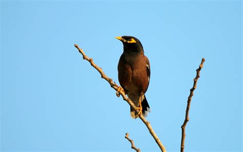 Acridotheres Tristis Linnaeus By Pravin Kawale On February