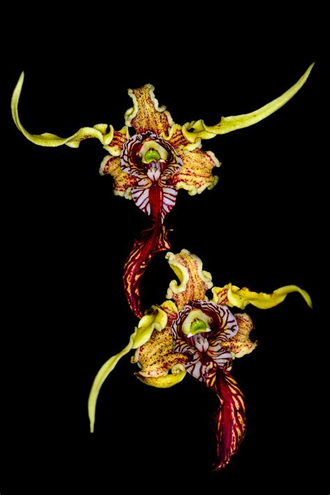 Dendrobium Spectabile Orchid