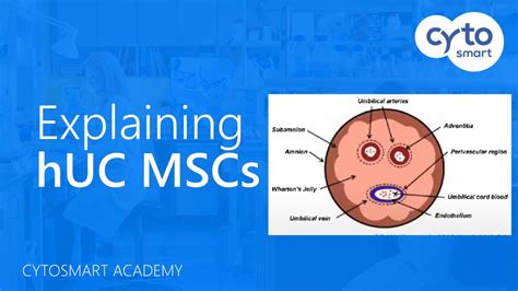 Human Umbilical Cord Mesenchymal Stem Cells Huc Mscs Explained