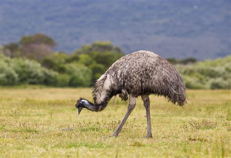 How Australia lost a war with emus - FreightWaves