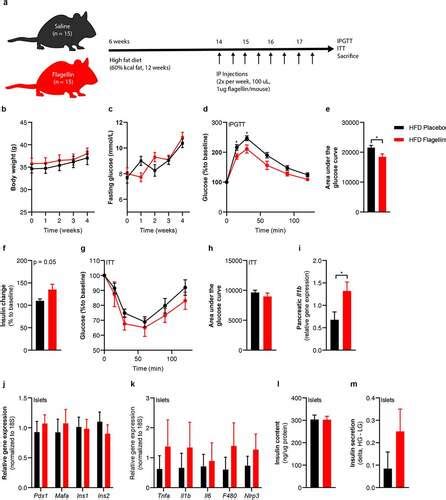 Full Article Gut Derived Bacterial Flagellin Induces Beta Cell