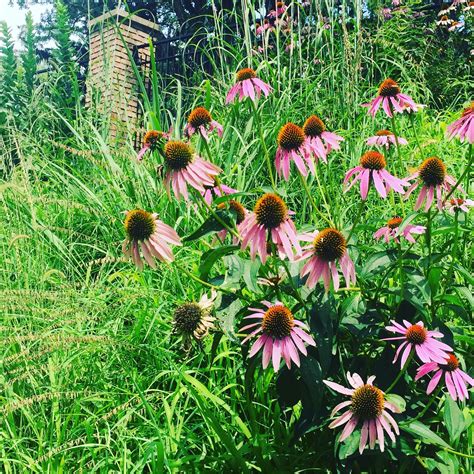 Echinacea Purpurea Purple Coneflower Limit 4 Midwest Natives Nursery