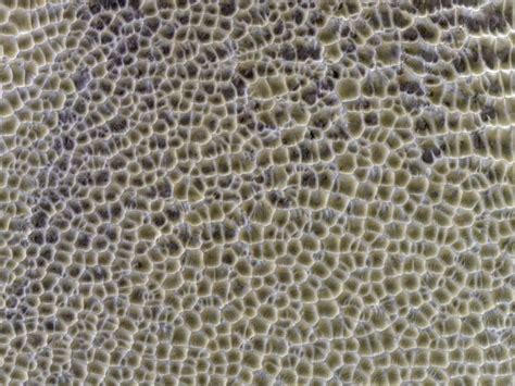 Strange Honeycomb Pattern On Mars Appears To Be Formed By Water Ice And