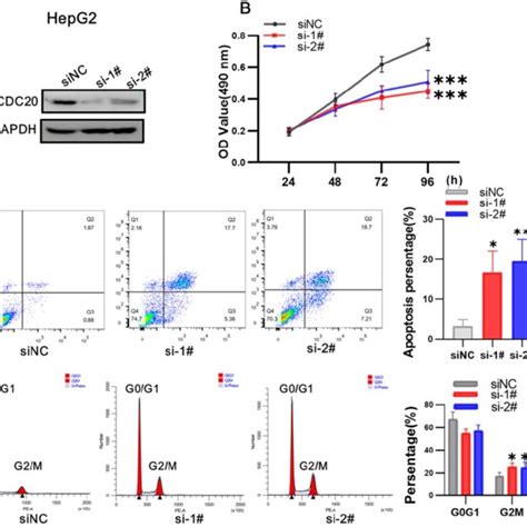 Downregulation Of Cdc20 Suppressed Proliferation Promoted Apoptosis