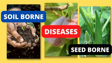 Soil Borne Diseases Seed Borne Diseases Soil Transmitted Diseases