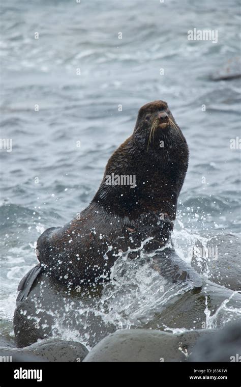 Northern Fur Seal Callorhinus Ursinus Stock Photo Alamy