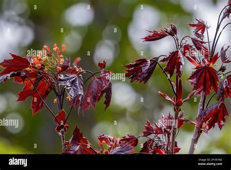 Acer Platanoides Crimson King Or Norway Maple Tree Red Leaves In The