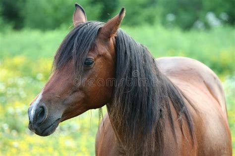 Beautiful Brown Horse Stock Photo Image Of Farm Horse 29253052