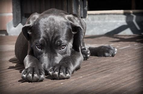 Coussinet De Chien Ouvert Tout Ce Quil Faut Savoir