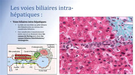 Histologie Des Glandes Annexes Digestives Chapitre De L Histologie